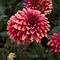 Image result for Dahlia Danique