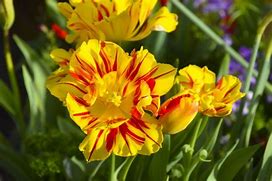 Image result for Yellow Faded in Red Flowers