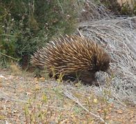 Image result for Kangaroo Island, Australia