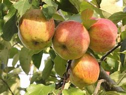 Image result for Malus domestica Dubbele Griet