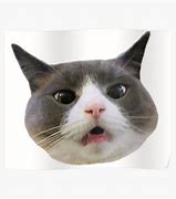 Image result for Cross Eyed Cat Meme