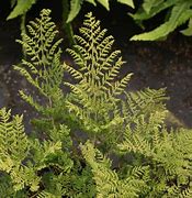 Image result for Dryopteris austriaca