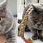 Image result for Funny Cross Eyed Animals
