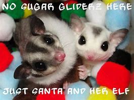Image result for Cute Sugar Glider Memes