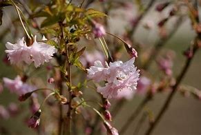 Prunus incisa Oshidori に対する画像結果