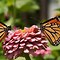 Image result for Butterfly Animal