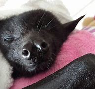 Image result for Baby Bat Sleeping