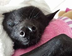 Image result for Cute Bats Sleeping