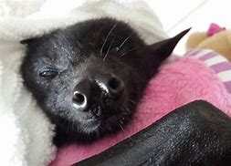 Image result for Cute Bats Sleeping