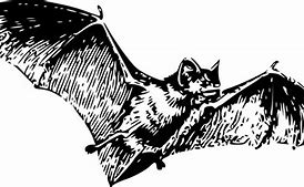Image result for Black an D. White Bat Clip Art
