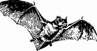 Image result for Antique Bat Prints