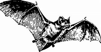 Image result for Cartoon Bat Transparent