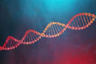 Image result for Difference Between Gene and DNA