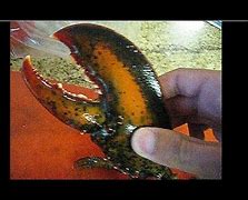 Image result for Lobster Claw Parts