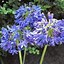 Image result for Agapanthus Blue Storm