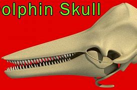 Image result for Pink River Dolphin Skull