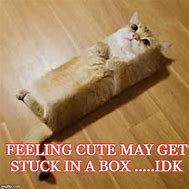 Image result for Lazy Cat in Box Meme