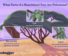 Image result for Manchineel Tree Injurys