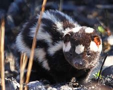 Image result for Small Mammals in Florida