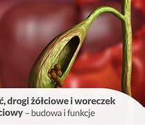 Image result for co_to_za_Żółwiaki