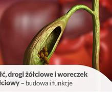 Image result for co_oznacza_Żółwiniec