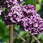 Image result for Syringa vulgaris Sensation