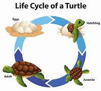 Image result for Ocean Life Cycle