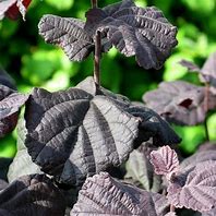 Image result for Corylus avellana Annys Purple Dream