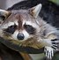 Image result for racoon