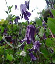 Image result for Small-Flowered Clematis