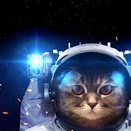 Image result for Sound Space Cat