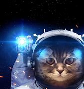 Image result for Cat Wallpapers That Are Cute and Spacey