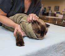 Image result for Vet Cat Bag Restraint