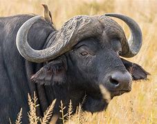 Image result for African Mammals