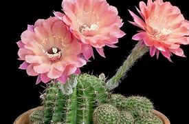 Image result for Beautiful Cactus