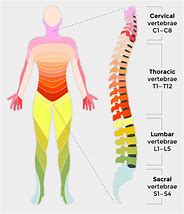 Image result for Spinal Cord Level Chart