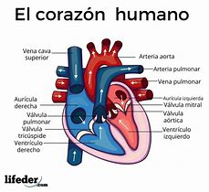 Image result for Sistema Circulatorio Y Sus Partes