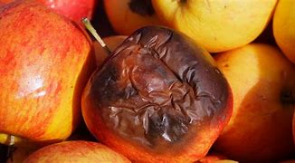Image result for A Bad Rotten Apple