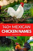 Image result for Mexican Chickens Alive