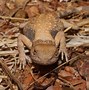 Image result for Dragon Reptile