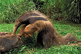 Image result for anteater
