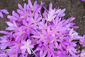 Image result for Colchicum Glory of Heemstede