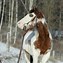 Image result for American Paint Horse Photo Shoot