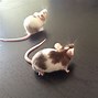Image result for Brown and White Mice