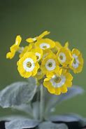 Image result for Primula auricula Golden Fleece