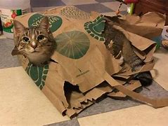 Image result for OH Haaay Cat