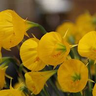Image result for Narcissus bulbocodium Oxford Gold