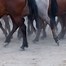 Image result for Horse Front Leg Conformation