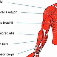Image result for Arm Parts