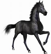 Image result for Racing Horse Photo No Background